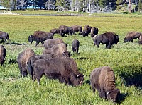 Yellowstone (14).JPG